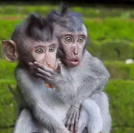 动物世界奇妙的巧合,实在太有趣了!忍不住发给你看看