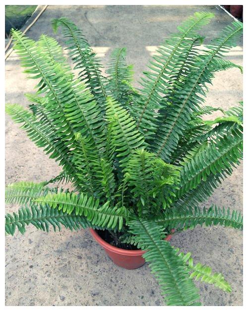 此草俗称"凤凰蛋",农村老屋墙上才有,看到别拔,很珍贵