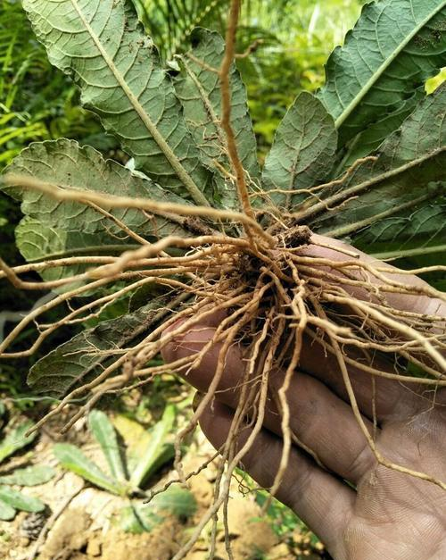 这东西人称地胆草是治口腔溃疡特效药如需要请重视