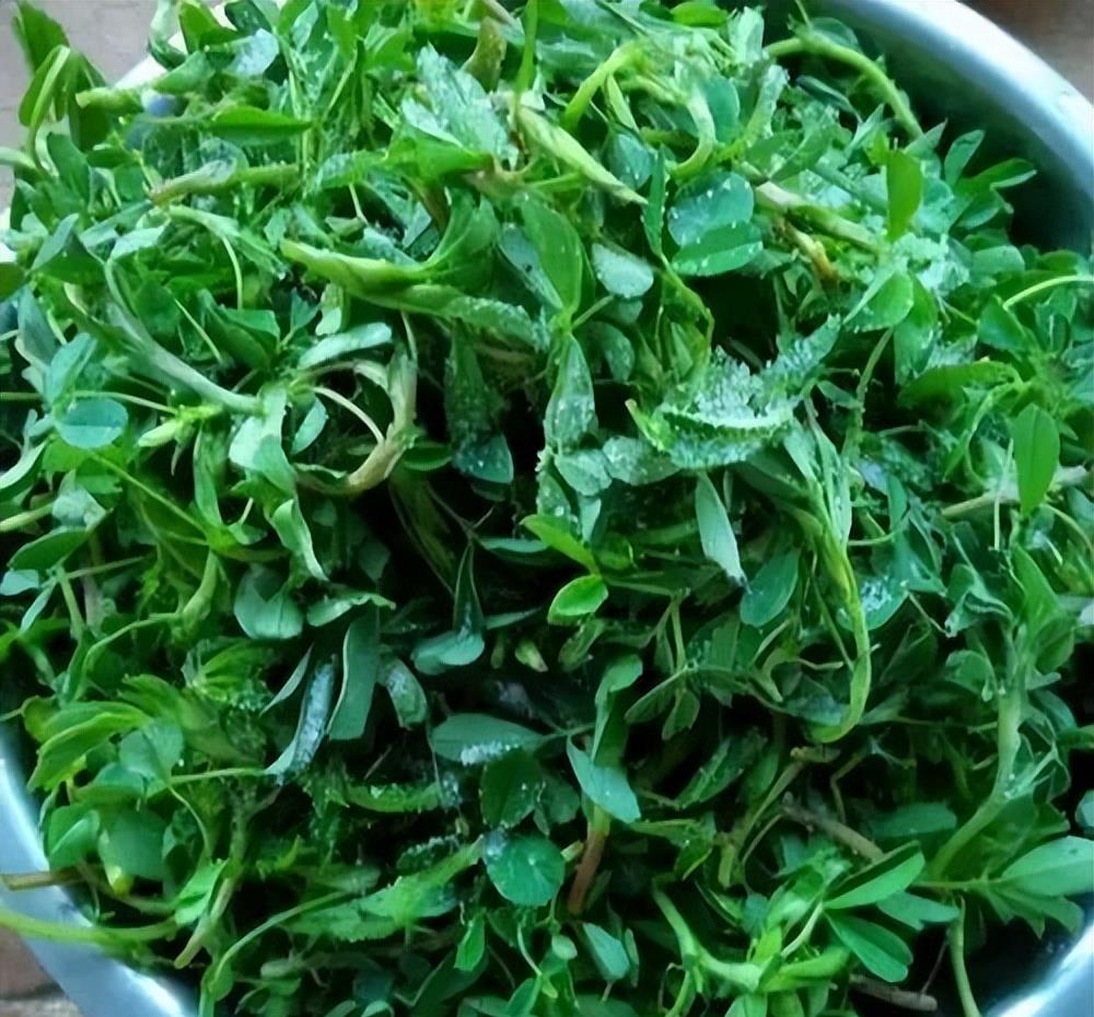 它含有大量的铁,钙,钾,蛋白质和维生素等,营养物质.