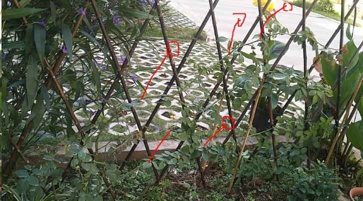 藤本月季秋季牵引实例讲解,这一步才是最重要的!__财经头条