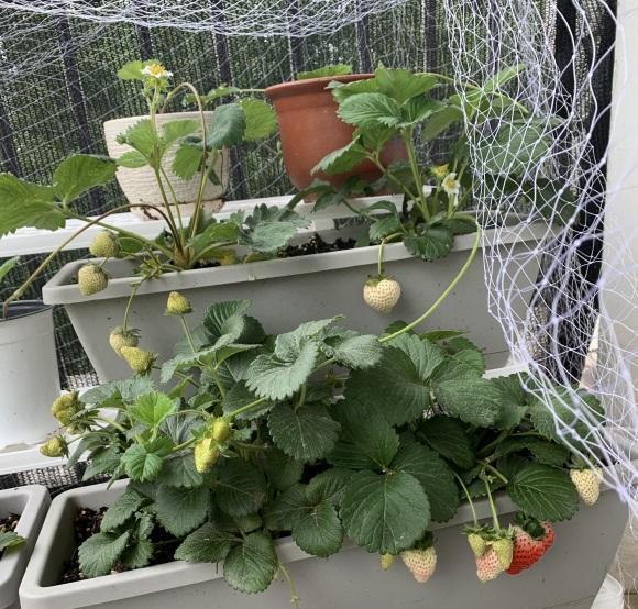 家庭阳台草莓种植方法(家庭阳台草莓种植方法视频)