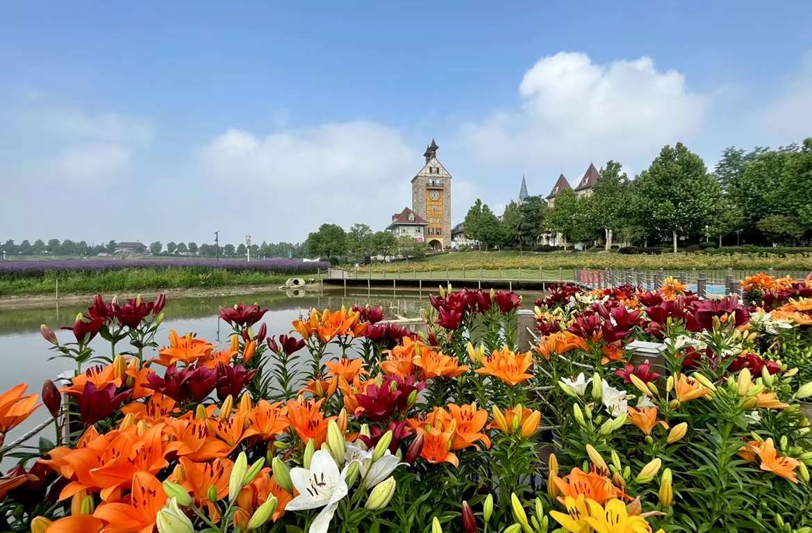 美丽的百合花花博会武汉市蔡甸区