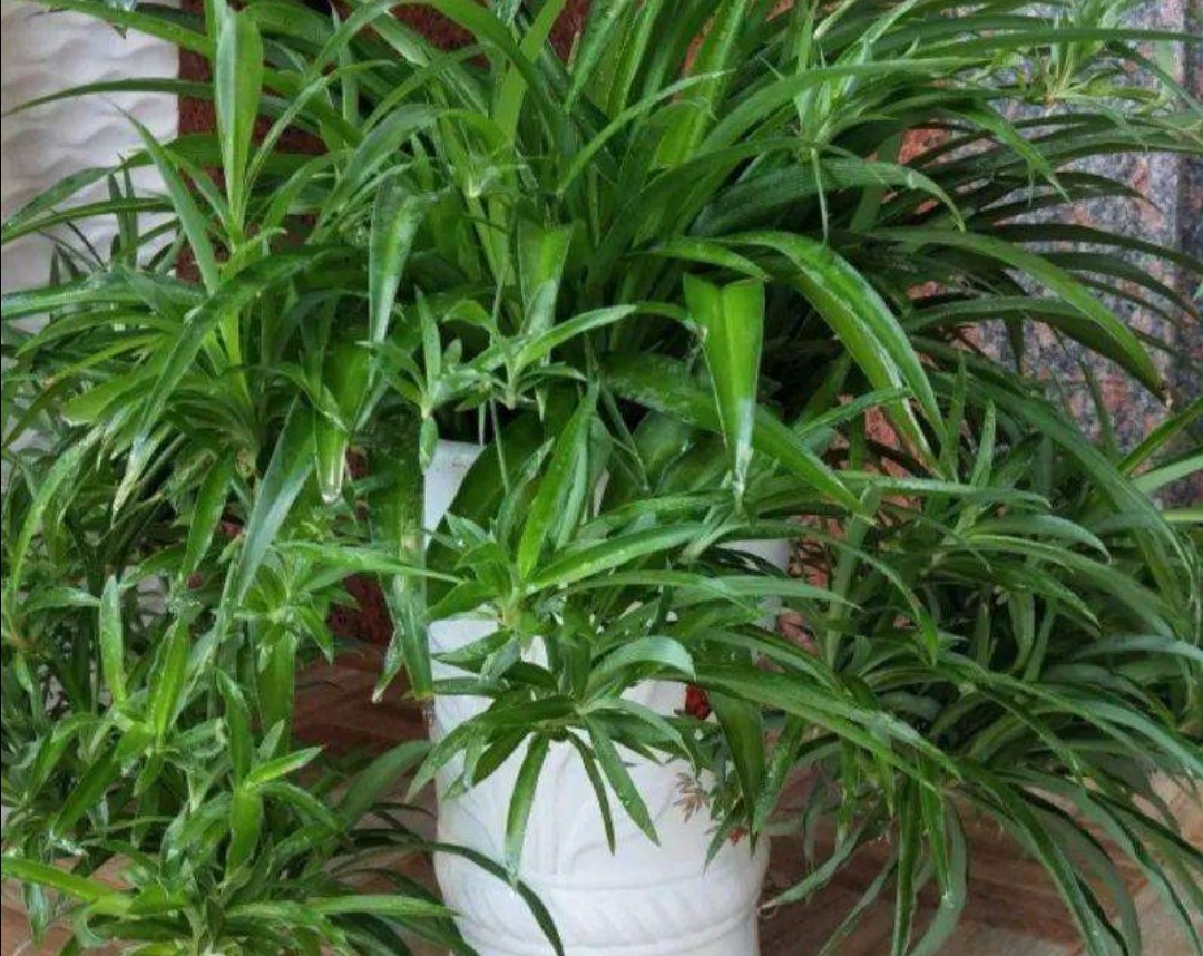 吊兰叶子干尖越掐越短做好4点叶子浓绿繁茂