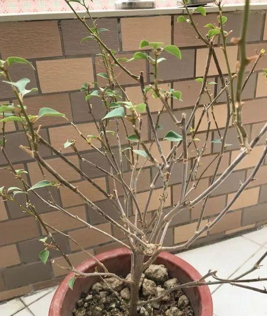三角梅只长叶子不开花2个小窍门花比叶子多一点就通