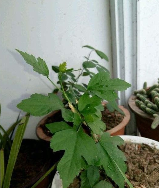 木槿花修剪分这两大部分搞懂了壮枝多开花多