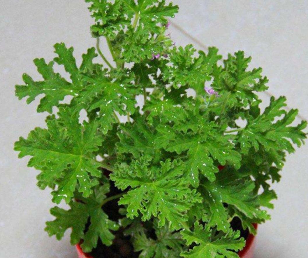 驱蚊草是牦牛儿苗科,天竺葵属多年生常绿草本植物,它的叶子散发着一种