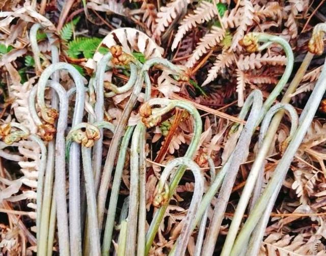 家常菜推荐:最简单的蕨菜吃法|蕨菜|凉拌|蒜粒_新浪新闻