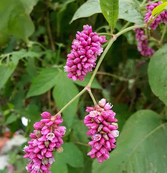 湿润河边的小植物,一点不起眼,却是"酿酒"好原料,盆栽也美|酒曲|小