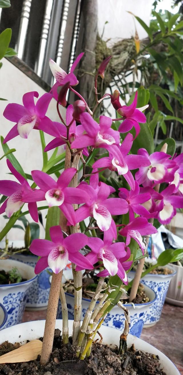 13种花 赏完还能吃 炸 煎 炒 滑汤 美味又养颜 财经头条