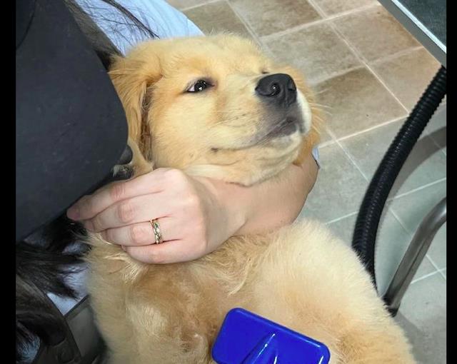 狗狗到掉毛期不愿梳毛,主人直接一个锁喉将它放倒,怎么还流泪了_高清