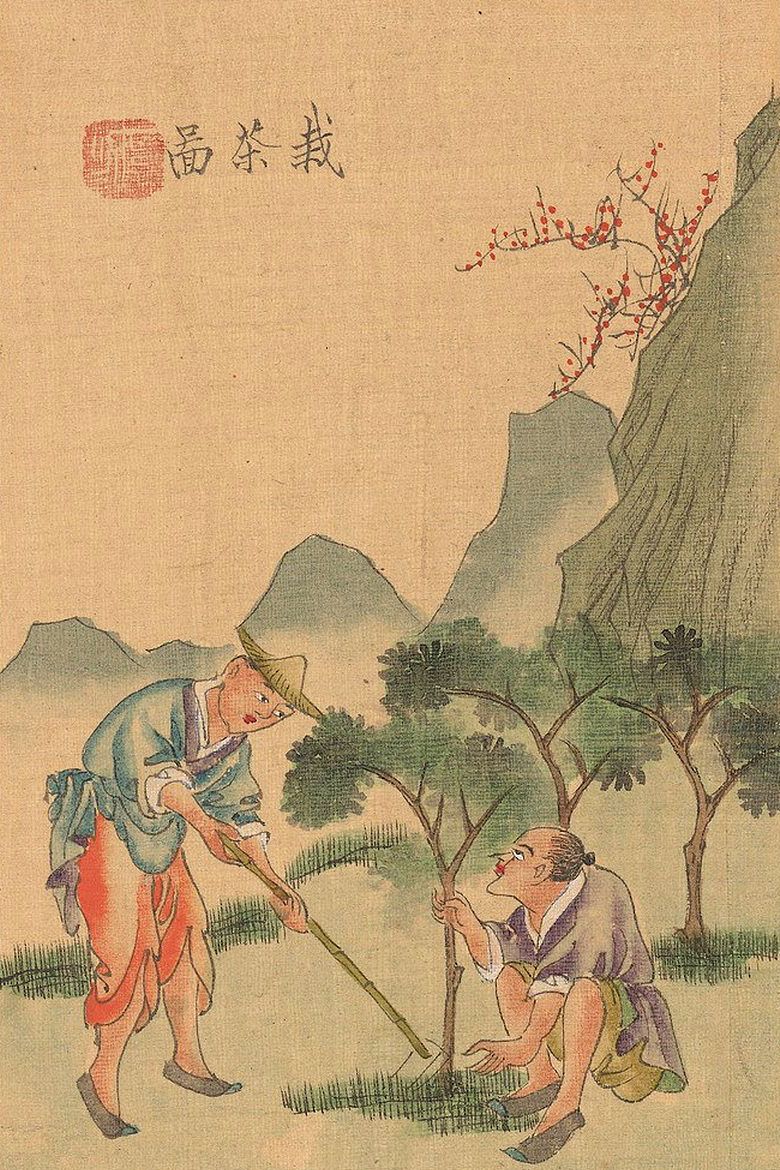 《茶景全图》古书彩绘清代采茶实景,十二图了解古代茶叶制作全程