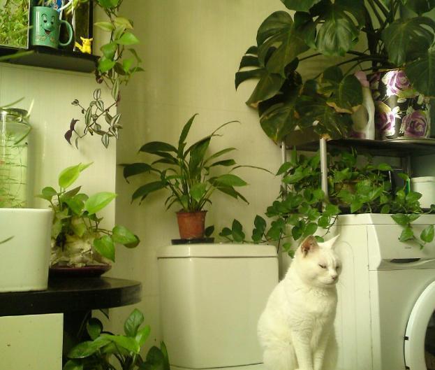 卫生间环境潮湿阴暗该怎么养花盆栽此3款没烦恼