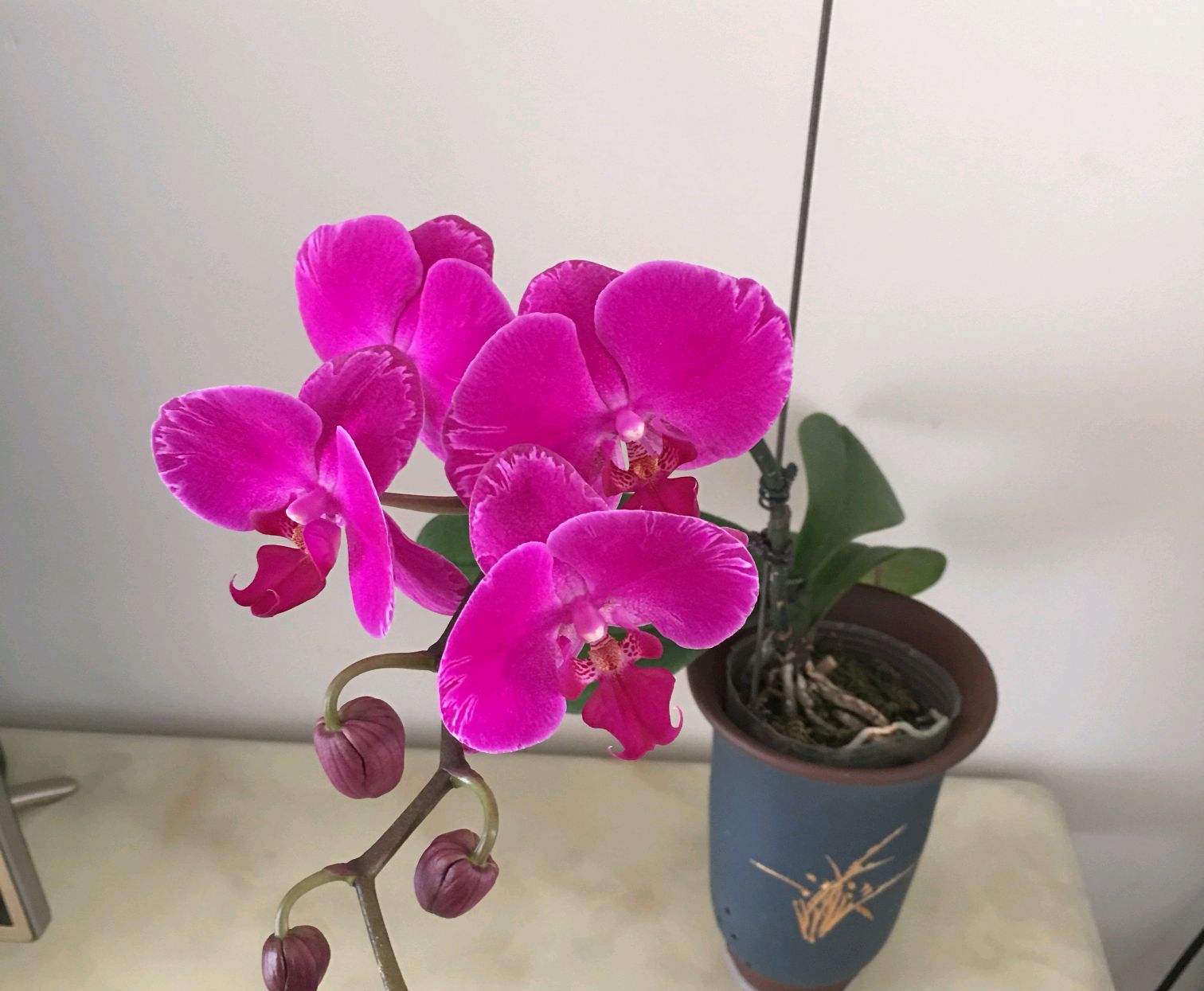 蝴蝶兰的中心叶片腐烂 新根系一直往天上长 还能长出新芽吗 蝴蝶兰的中心叶片腐烂 新根系一直往天上长 还能长出新芽吗