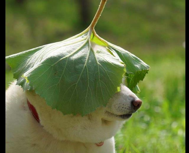 主人在柴犬头上放了片大叶子,它开始表情凝重,后来笑得太灿烂了_高清