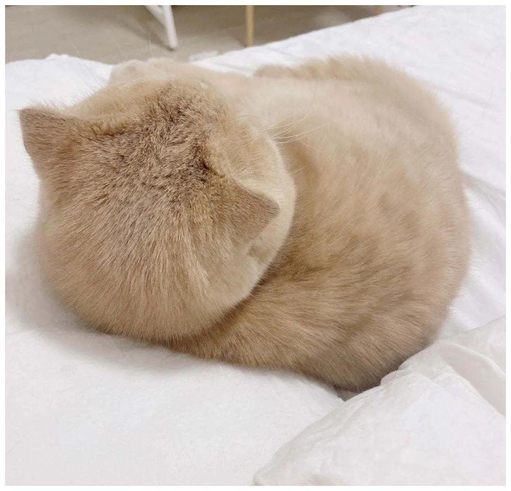 这猫咪的后脑勺好治愈