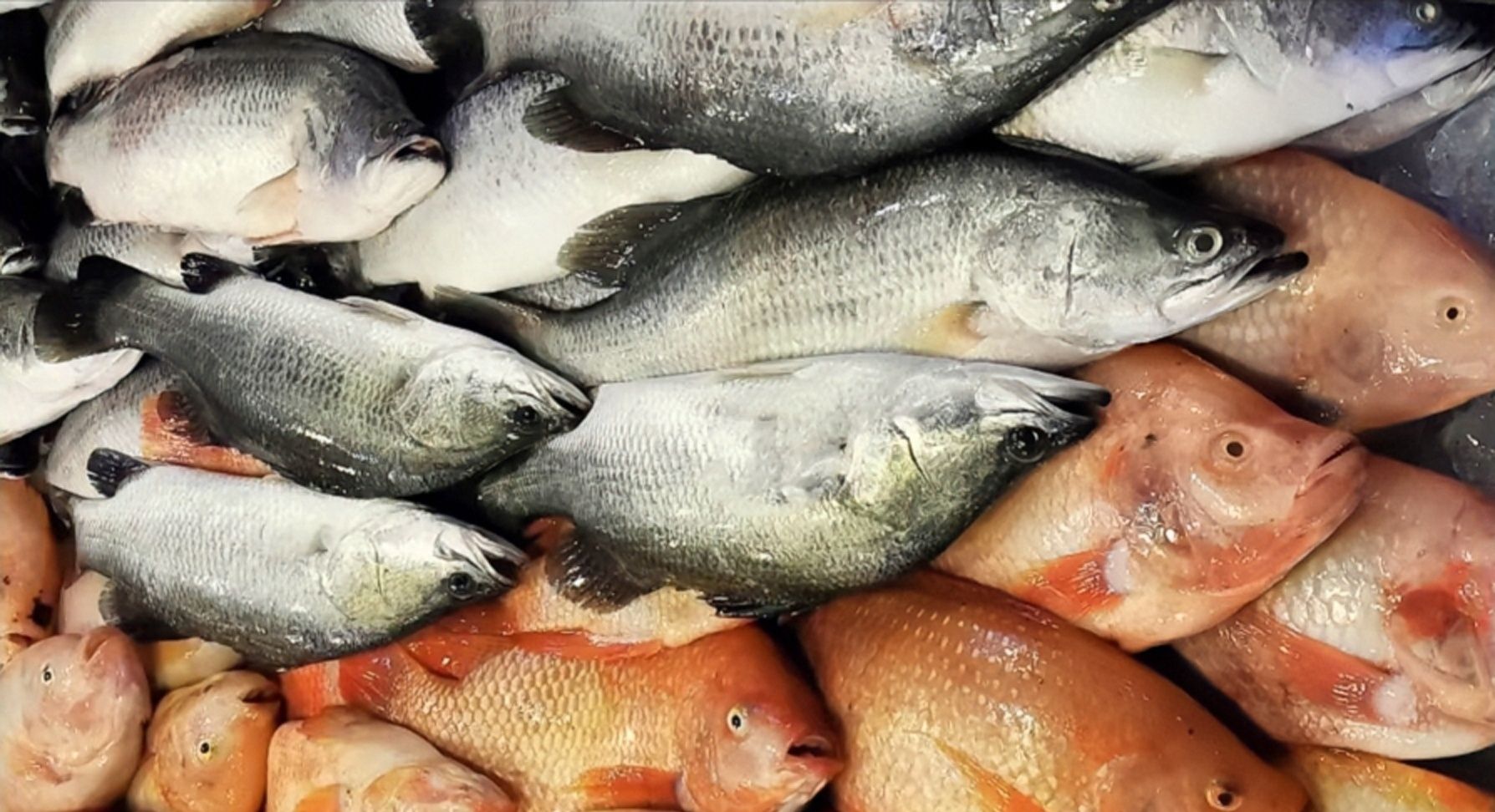 两次做鱼的极端体验 绮丽多彩芭堤雅旅游行之八 两次做鱼的极端体验 绮丽多彩芭堤雅旅游行之八