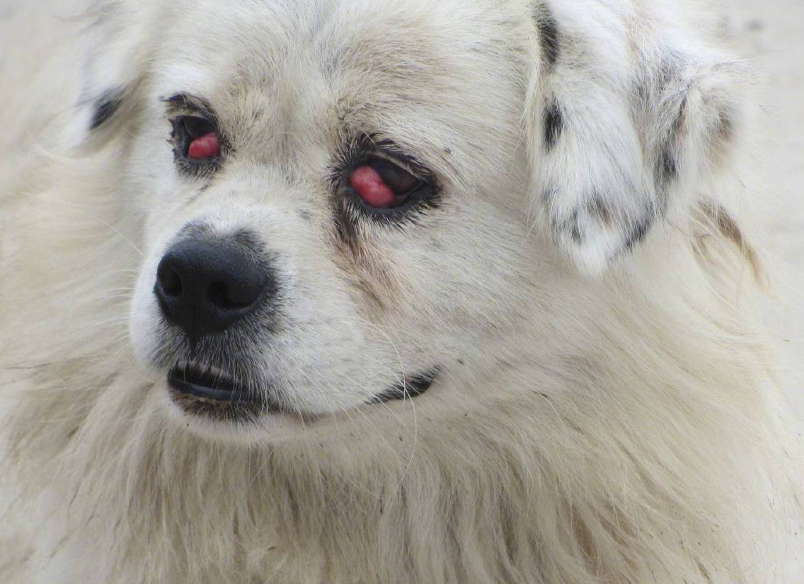 老汉路遇红眼流浪狗被吓一跳然而结局十分暖心