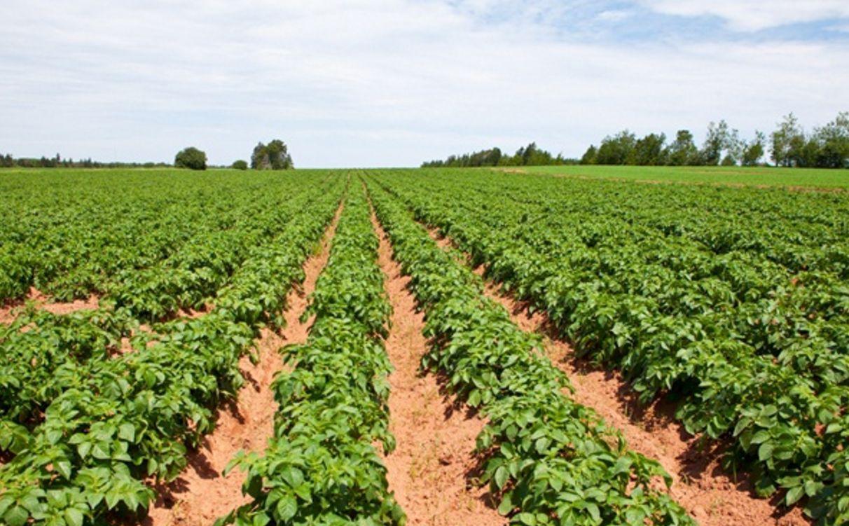 选择种植地选地是实现马铃薯高效高产栽培的关键技术,因为土壤以及