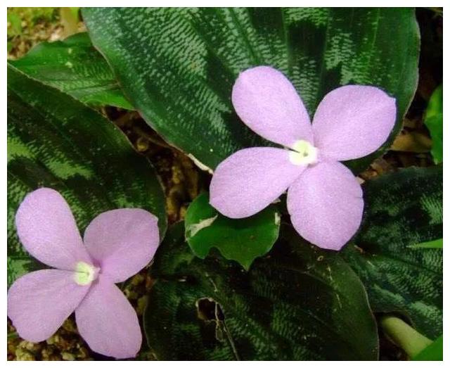 山奈花,美丽的林间奇花异草(八)__财经头条