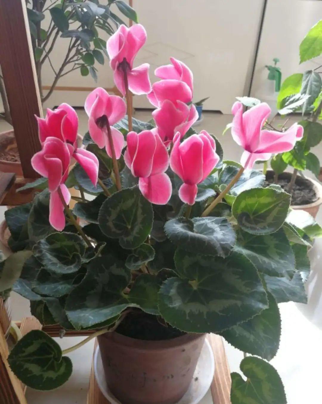 耐阴的仙客来,房间里养一盆,能开上百天!