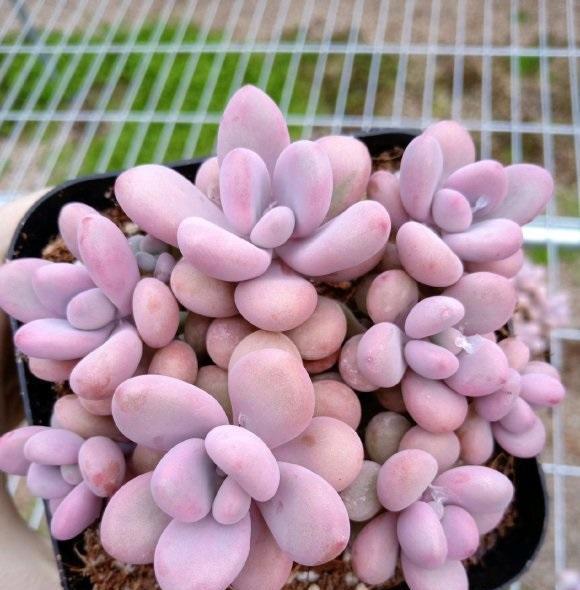 多肉桃蛋养得好,全在夏天,小盆栽种,全日照,控水养,效果好阿