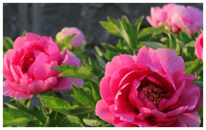 10月菩萨保佑,财纳福,报酬大幅上升,笑口常开3生肖!休闲区蓝鸢梦想 - Www.slyday.coM 10月菩萨保佑,财纳福,报酬大幅上升,笑口常开3生肖!休闲区蓝鸢梦想 - Www.slyday.coM