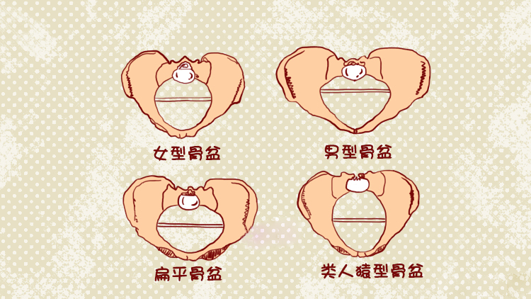 骨盆|分娩|产道_新浪新闻