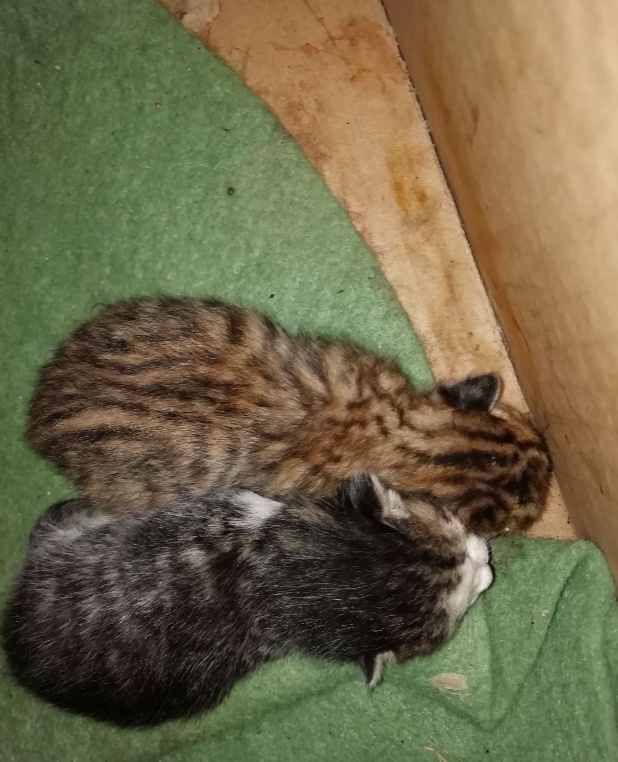 2020年3月11日出生的两只虎斑猫宝宝可爱吧?