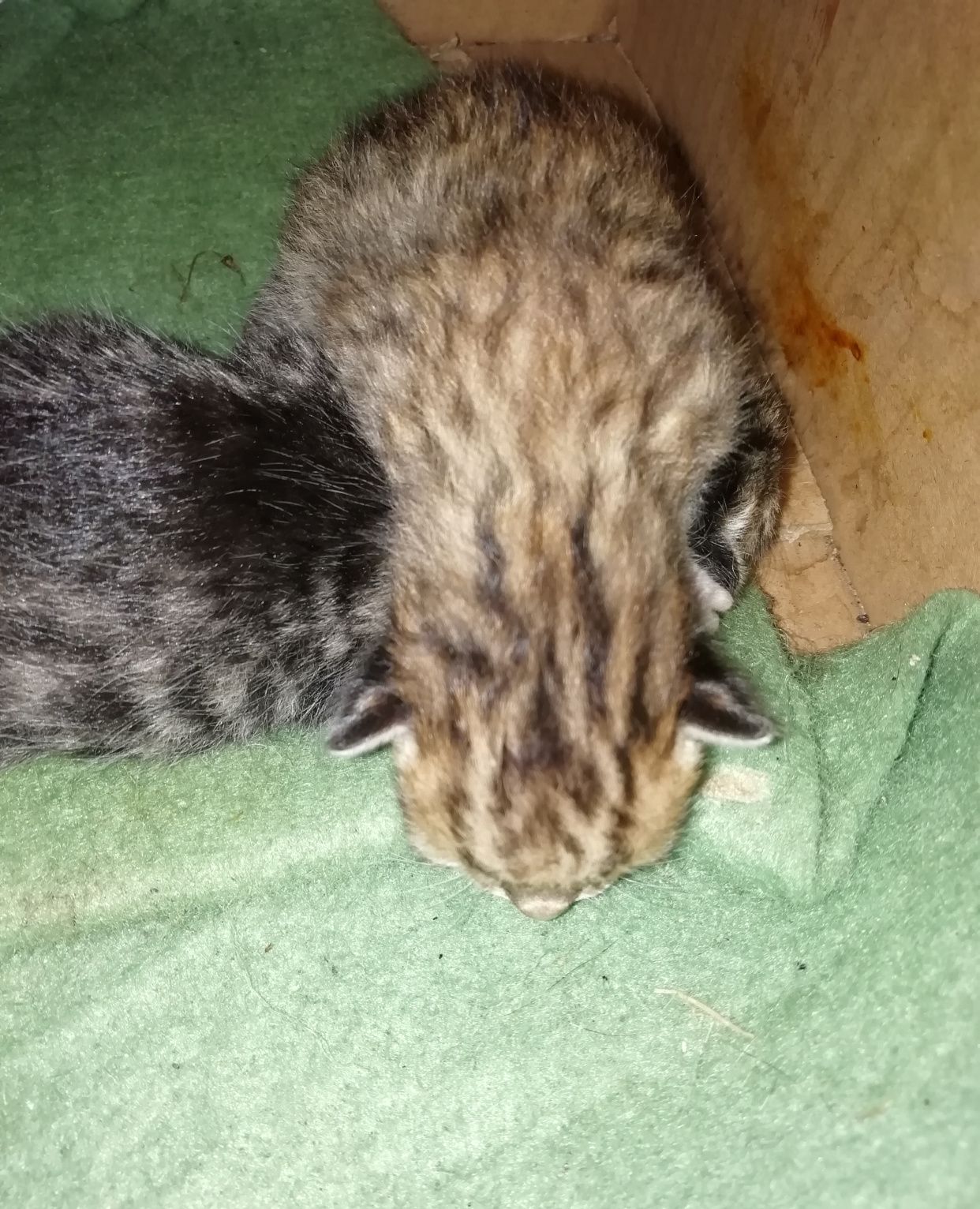 2020年3月11日出生的两只虎斑猫宝宝可爱吧?