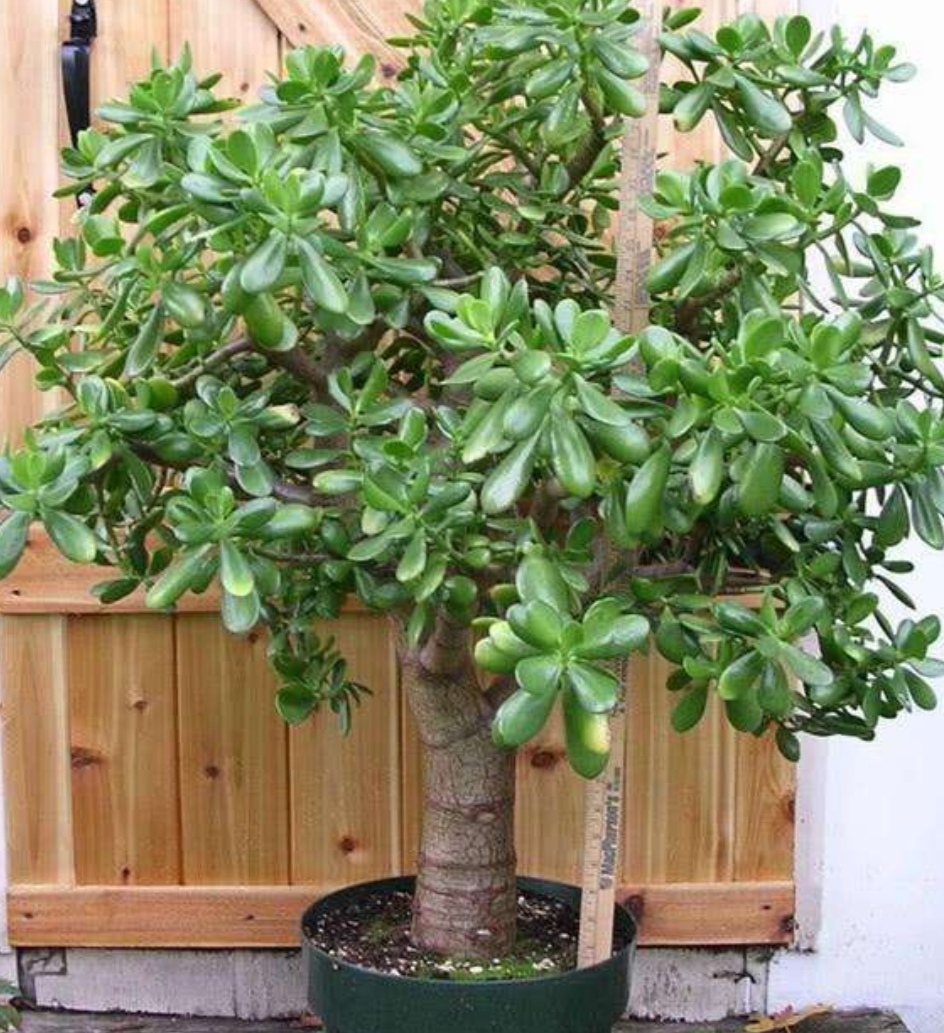 养玉树做好5件事植株不休眠很快长成老桩盆景