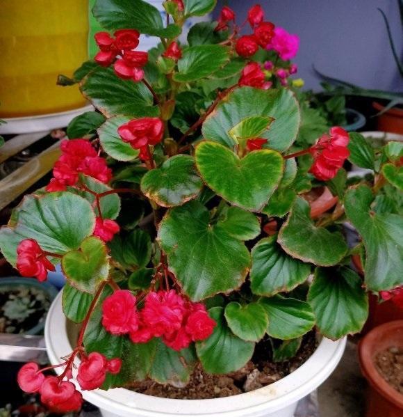 四季海棠怎么养间接性追肥多光照少浇水花期连续开不停