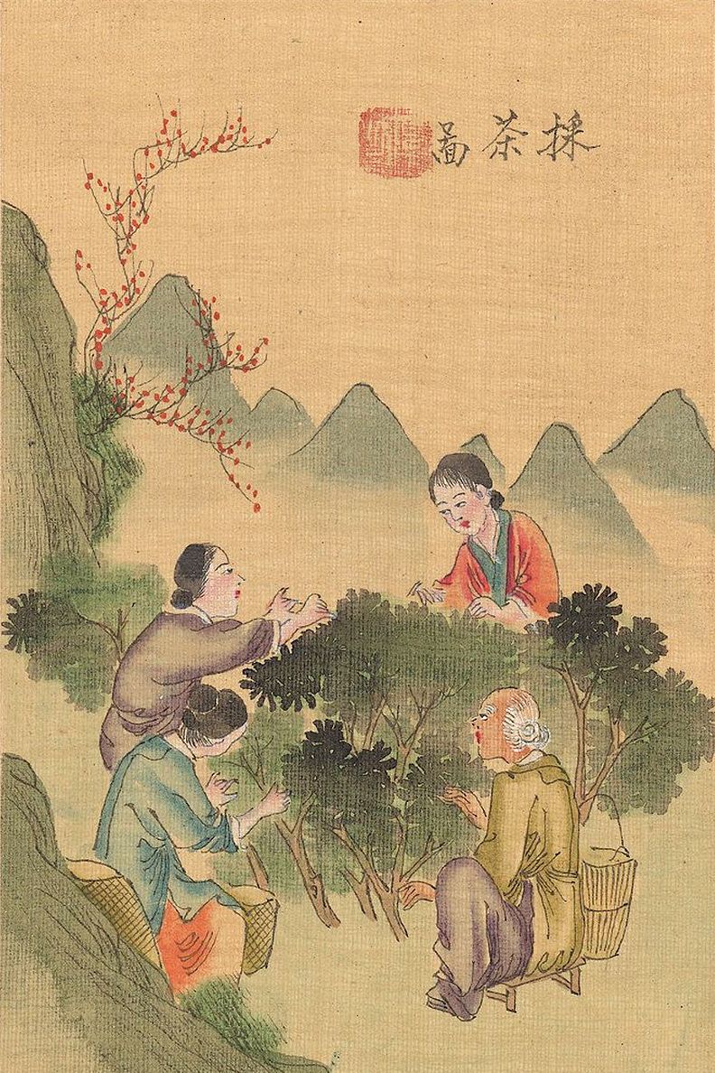 《茶景全图》古书彩绘清代采茶实景,十二图了解古代茶叶制作全程