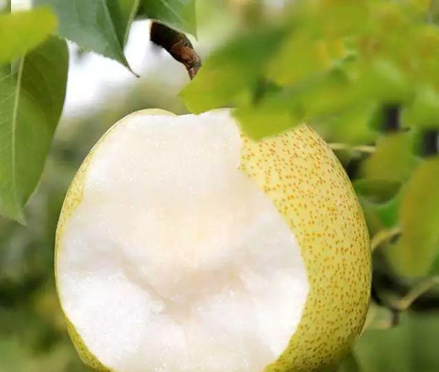 安徽老树砀山梨王满嘴爆汁凉甜润燥清肺解渴极好