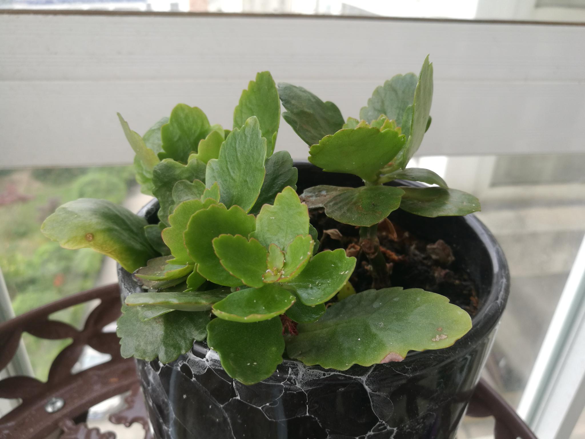 五月二十四日 来阳台上看看长寿花 五月二十四日 来阳台上看看长寿花