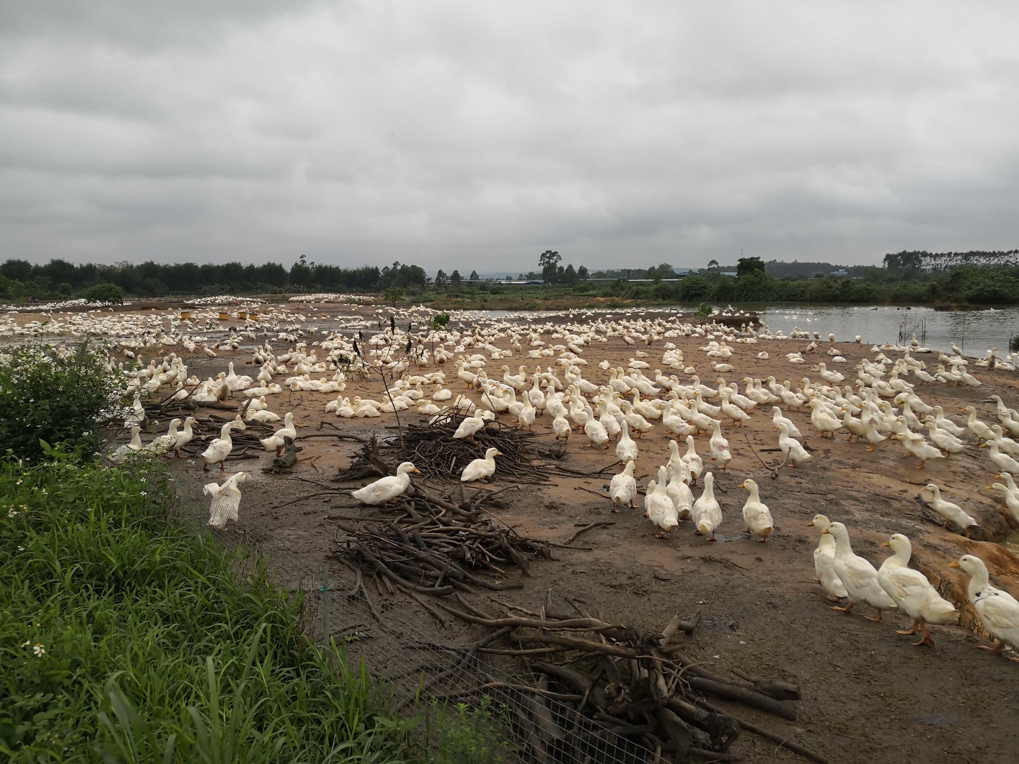户外偶遇大型鸭子养殖场
