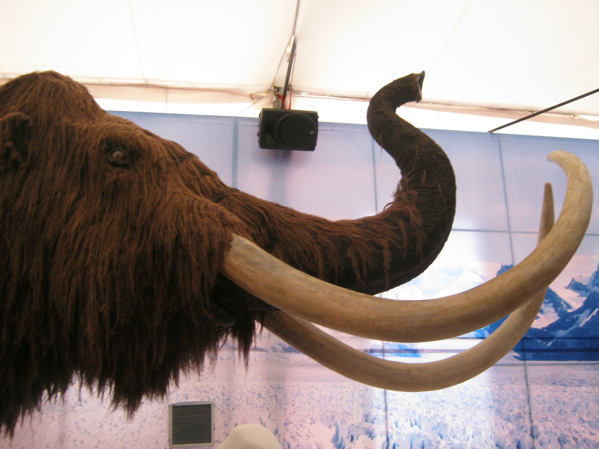 灭绝超1万年,科学家:6年内让它复活|长毛象|复活|灭绝_新浪新闻