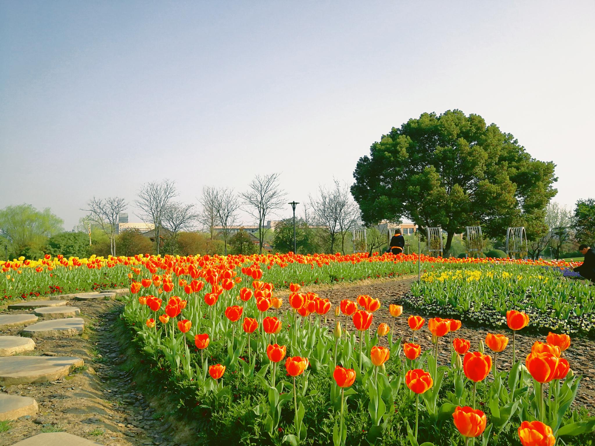 太美了杭州萧山南江公园郁金香花海看醉市民