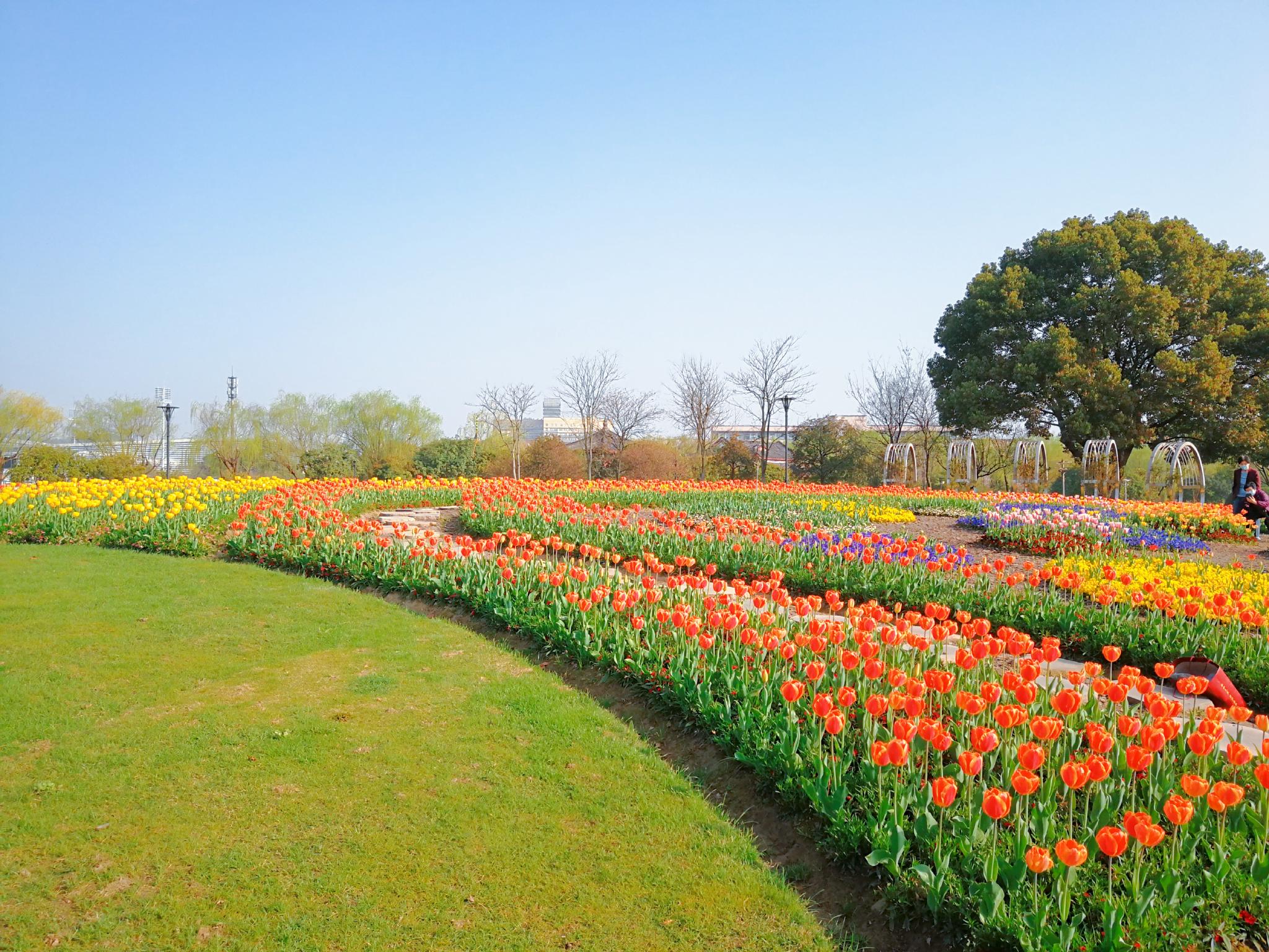太美了杭州萧山南江公园郁金香花海看醉市民