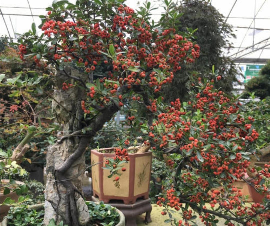 火棘盆景秋天果实成熟红彤彤挂满枝头漂亮又喜庆