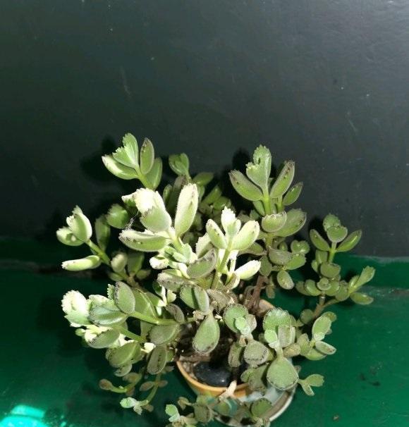 冬天的熊童子会徒长不用担心春天剪剪枝又能长成大胖熊