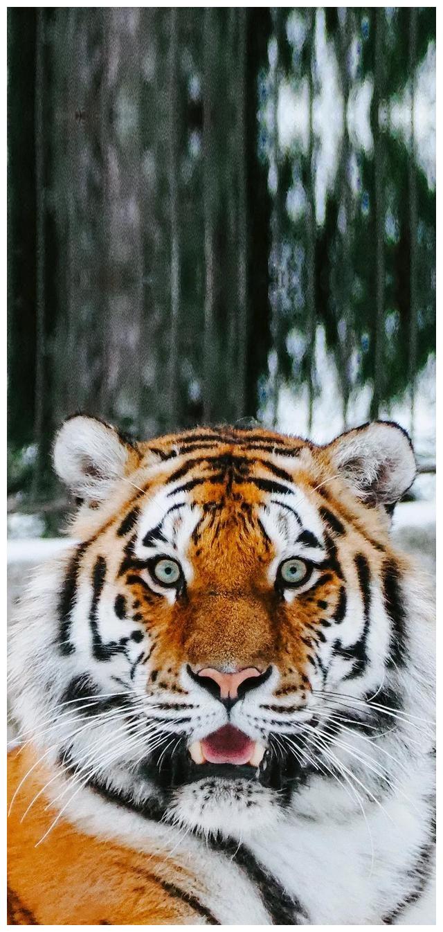 虎虎生威虎年特供壁纸