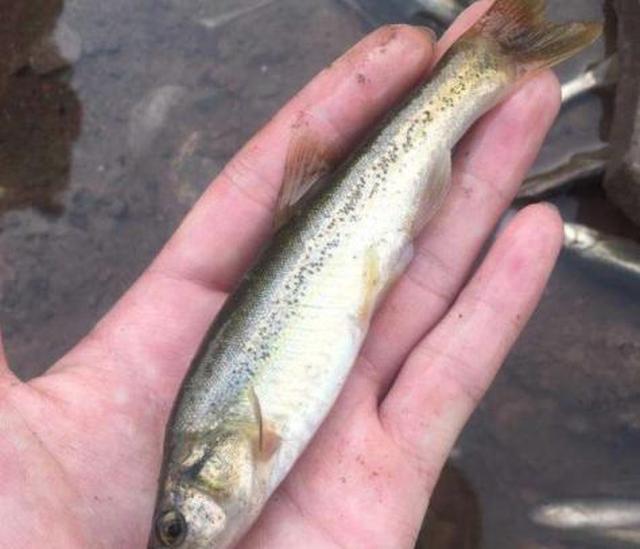 这鱼生长在峡谷激流中10年才长1斤肉也没逃过吃货的嘴