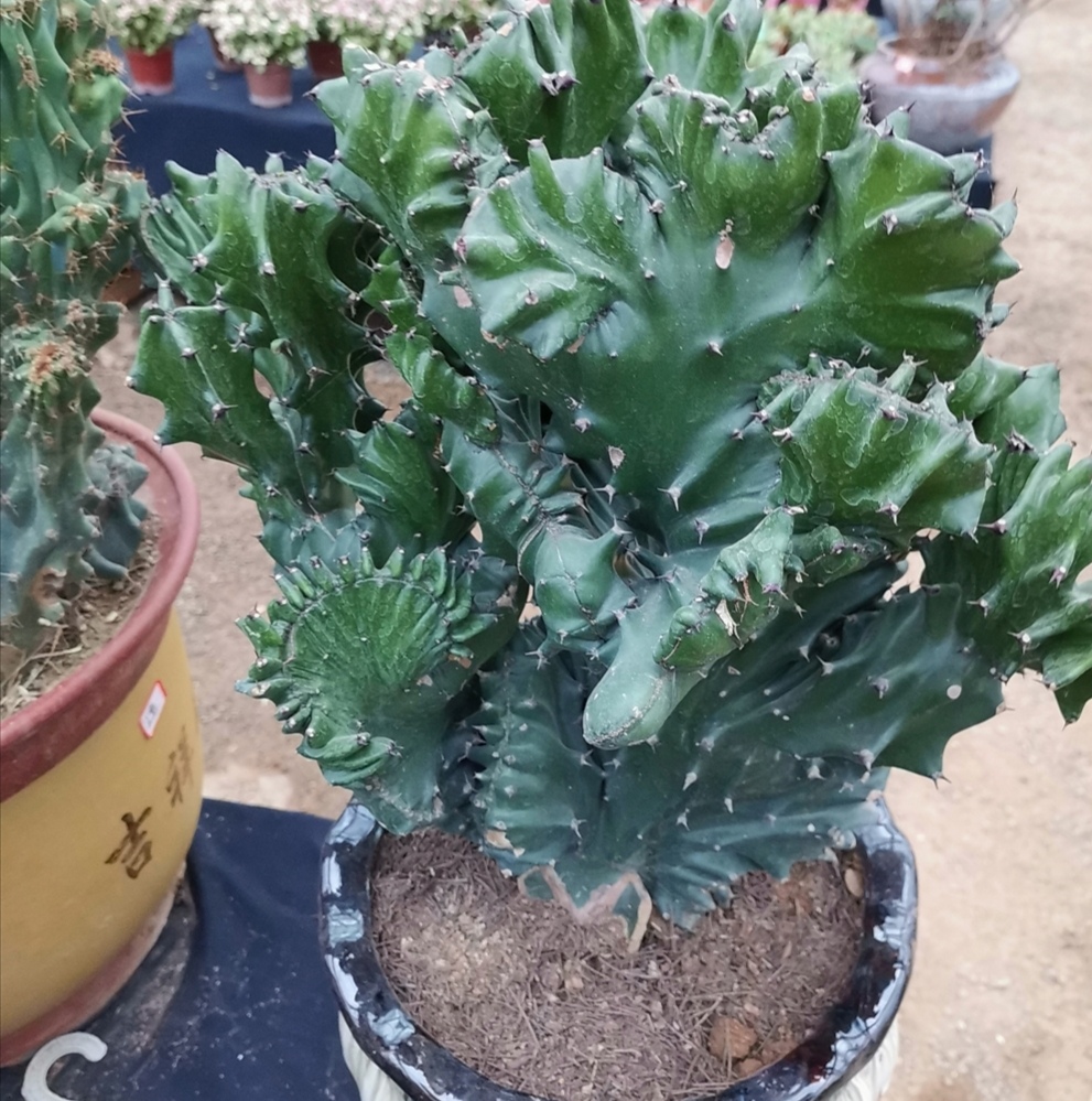 家中养盆麒麟掌美观又大方