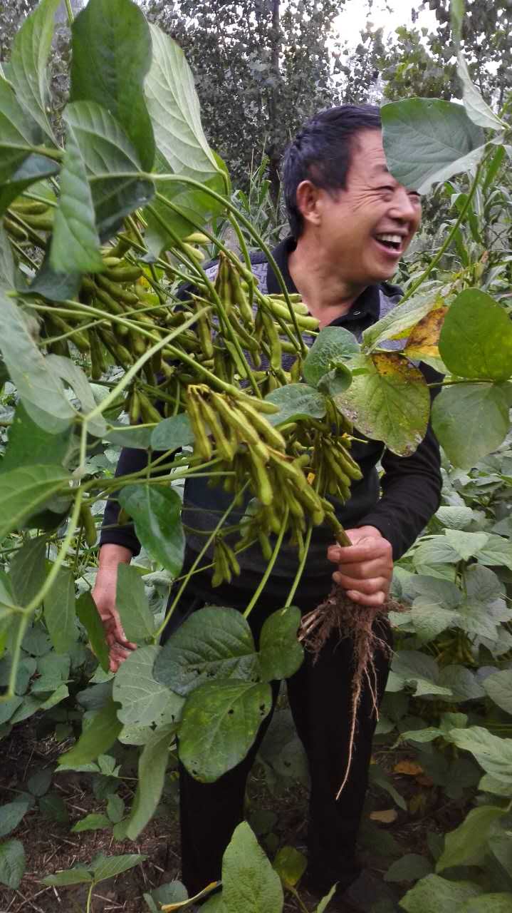 大豆高产的施肥技巧!搭配火到底增产套餐增产增收不是问题!
