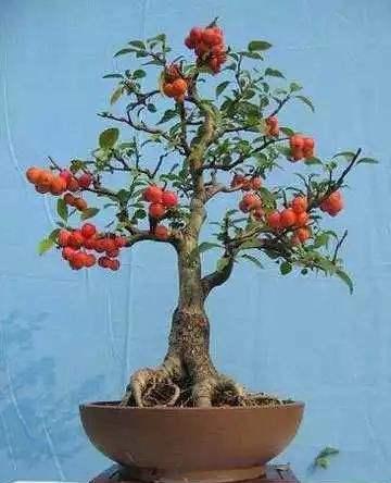 美丽山楂盆景,你会制作吗?来看看吧