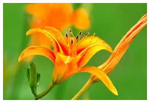 四生肖女天生 锦鲤命 招财旺子 儿子成 龙 女儿成 凤 财经头条