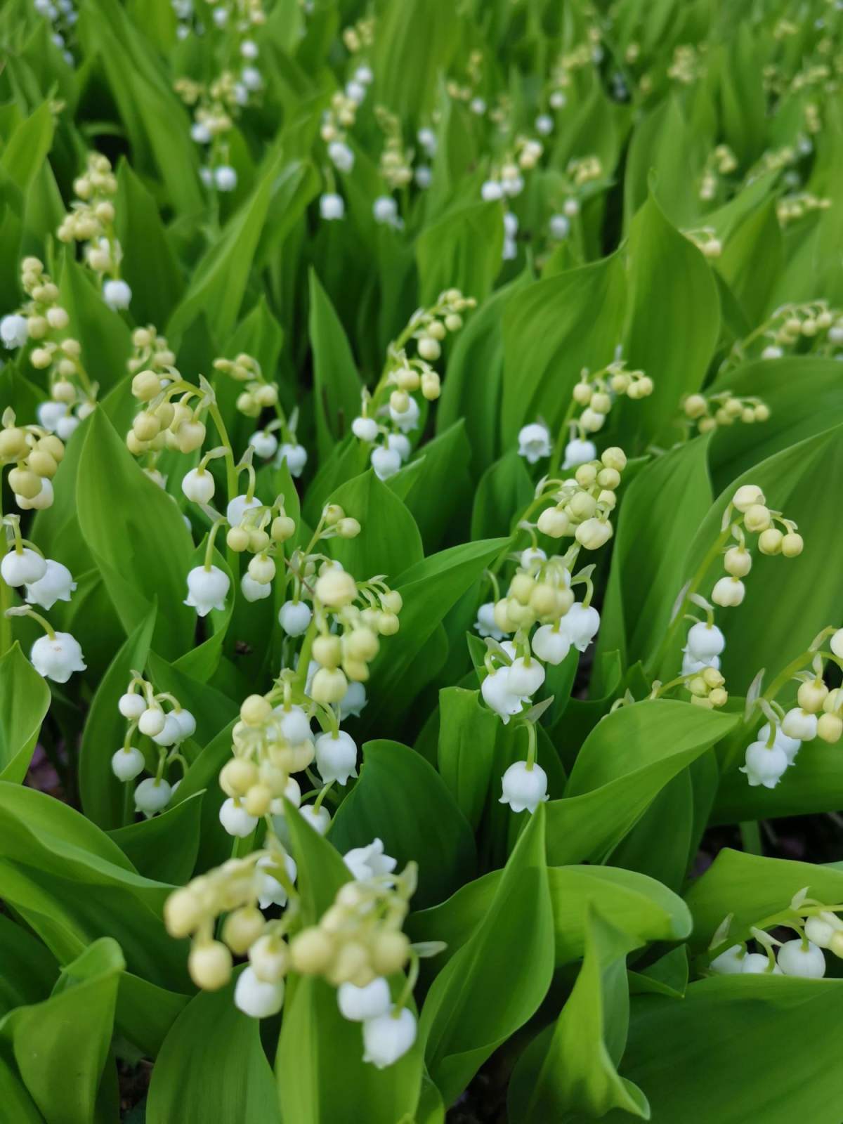 7招养好铃兰花朵串串开不停邻居全得来参观