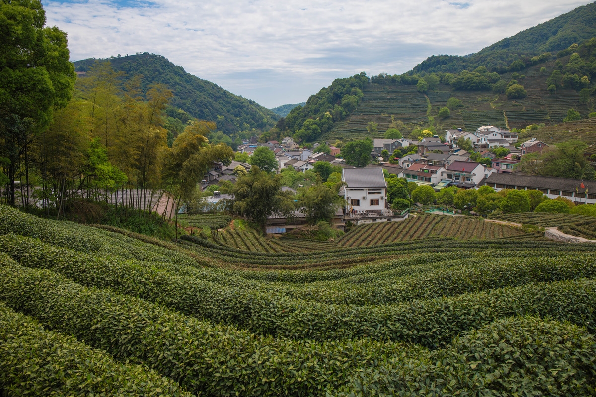 浙江一个用茶叶命名的村庄,被誉为"茶乡第一村",东临西子湖