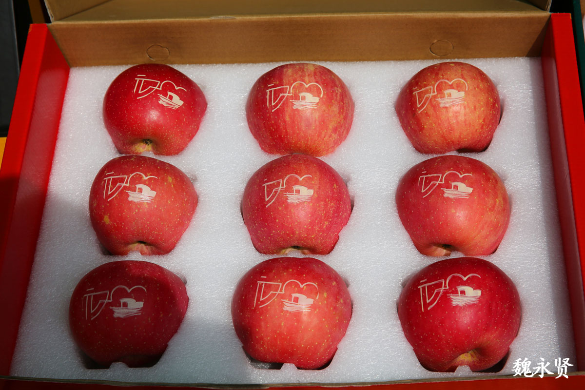 陕西合阳武帝山下苹果红了,乡村采摘一日游火了,还能认养苹果树